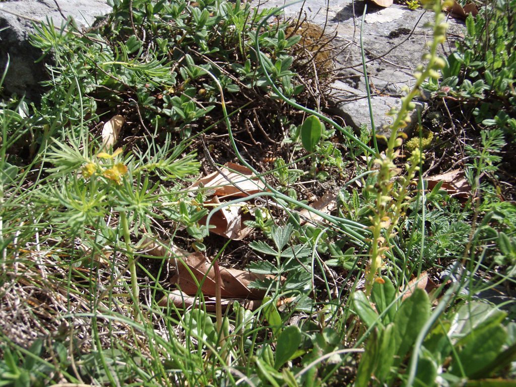 Photographie D Euphorbe Petit Cypr S Euphorbia Cyparissias